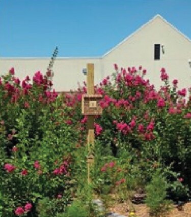 Pink crape myrtles rising above a pollinator bed on the Catholic Charities campus