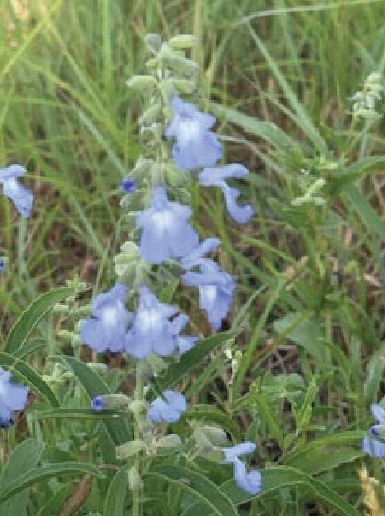 Sky-blue pitcher sage flowers on tall stems