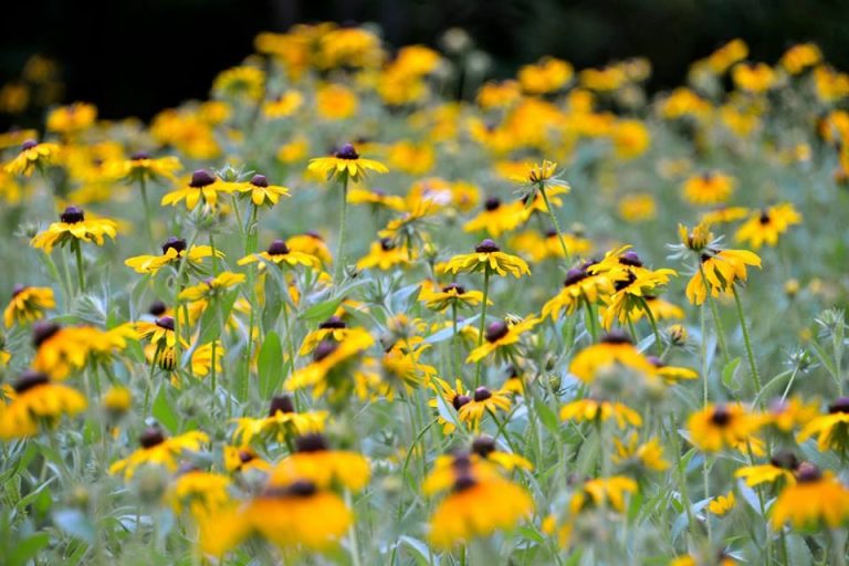 Black-eyed Susans