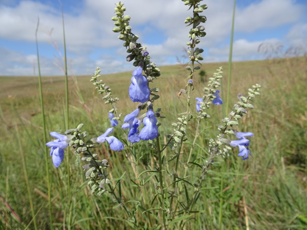 Blue sage (Salvia azurea)