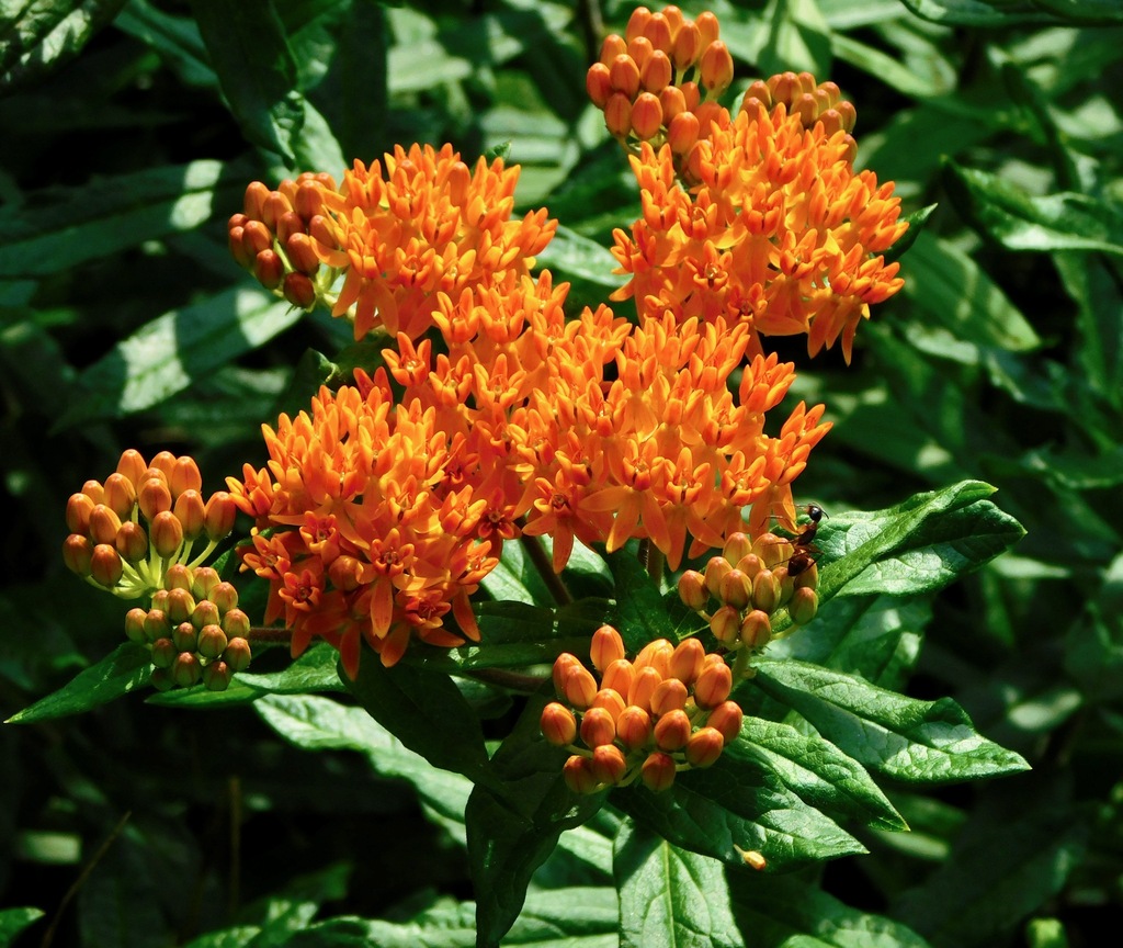 Butterfly weed (Asclepias tuberosa)