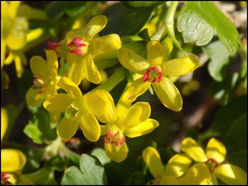 Yellow clove currant blooms