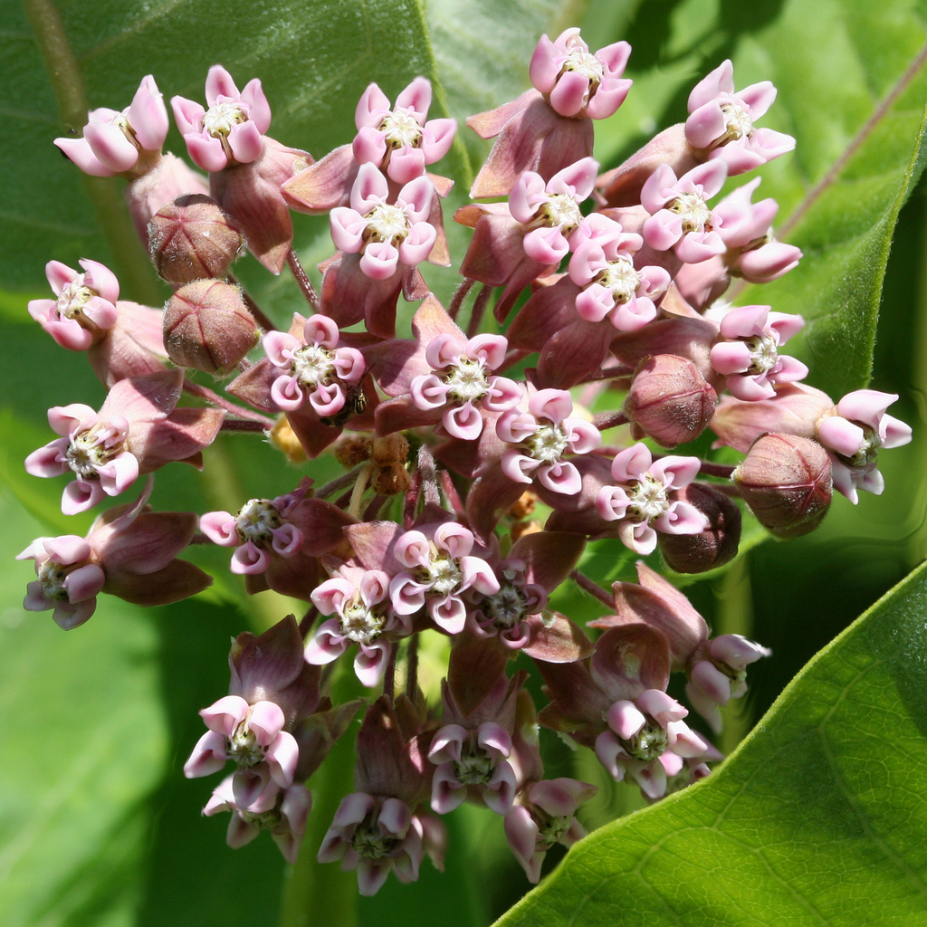 Common milkweed (Asclepias syriaca)