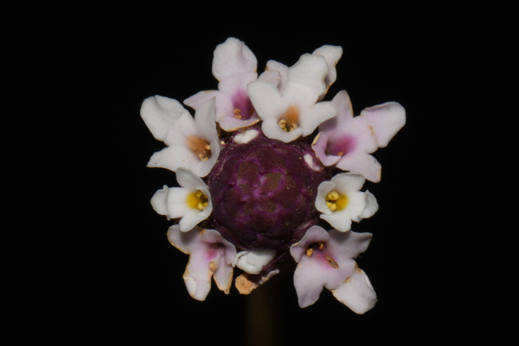 Frogfruit (Phyla nodiflora)