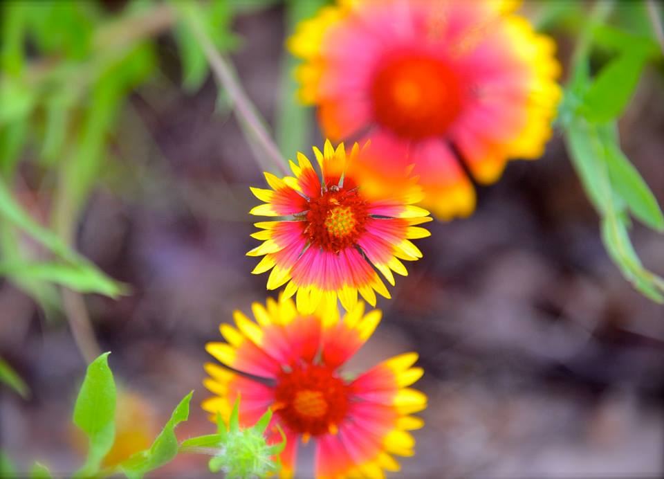 Indian blanket flowers, red petals tipped in yellow