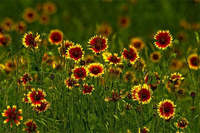 A field of Indian blanket in bloom