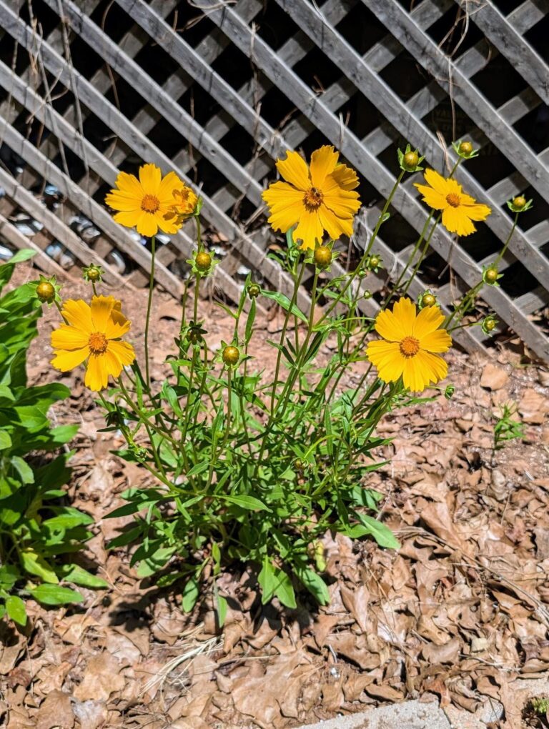 Yellow lanceleaf coreopsis flowers