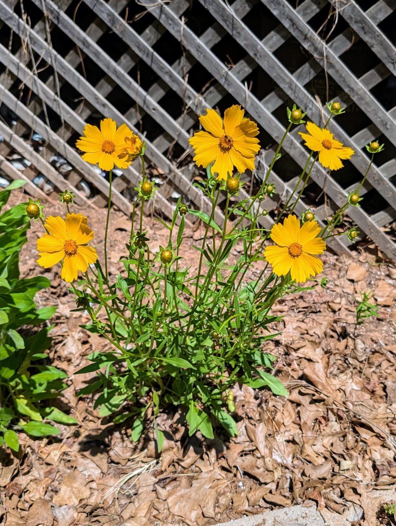 Yellow lanceleaf coreopsis flowers