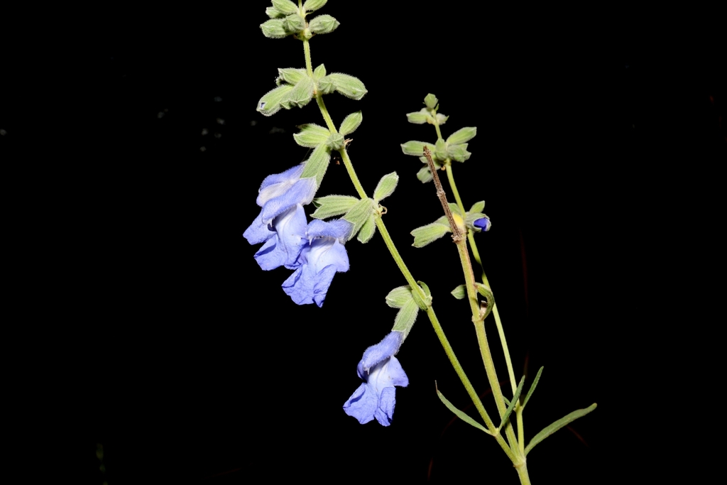 Mealy blue sage (Farinaceae)