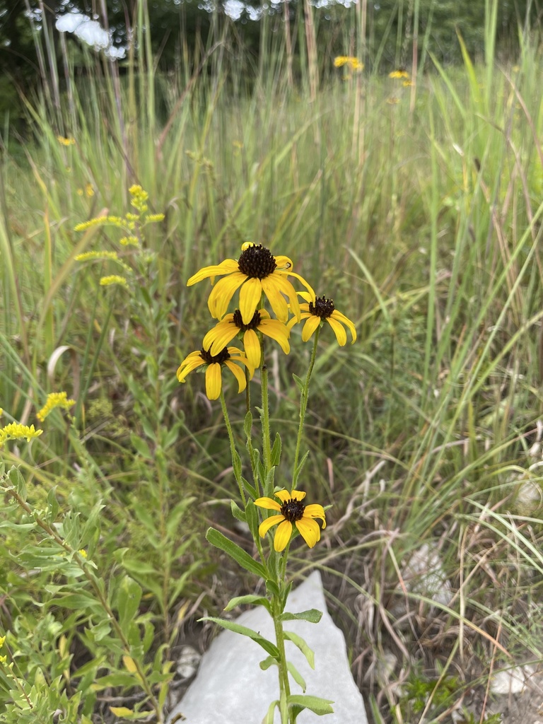 Missouri black-eyed Susan (Rudbeckia missouriensis)