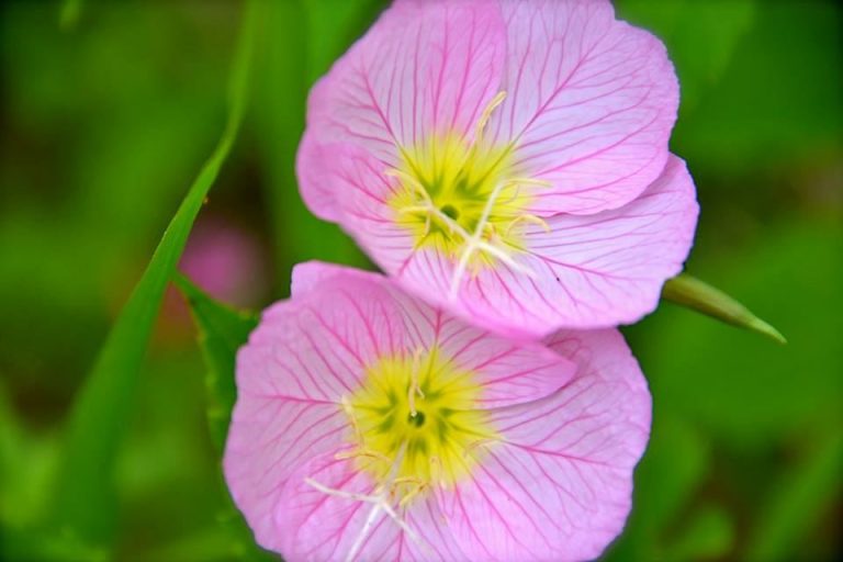Pink evening primrose