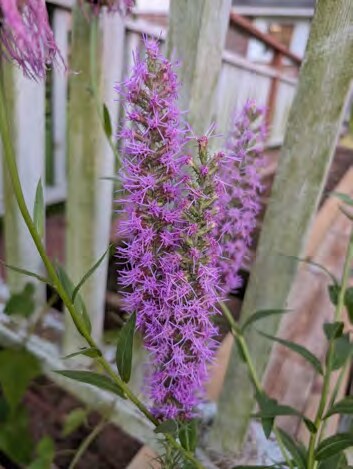 Pink-purple flower spikes of prairie blazing star
