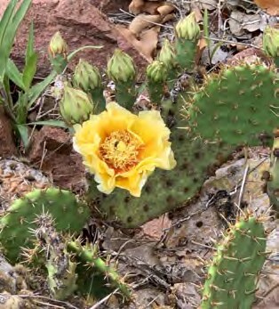 A yellow prickly pear flower among spiny pads