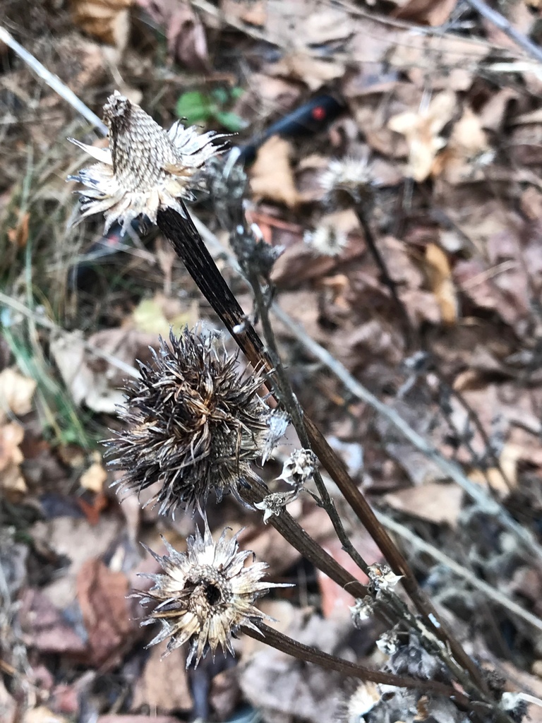 Purple coneflower (Echinacea purpurea)