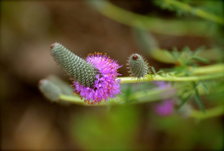 Purple prairie clover
