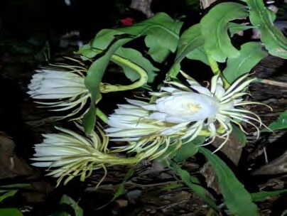 White Queen of the Night flowers open at night