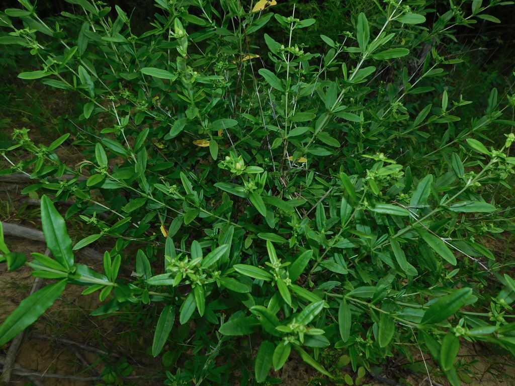 Shrubby St. John's wort (Hypericum prolificum)