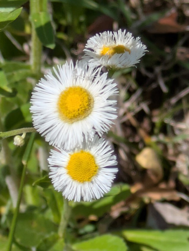 Small white daisy-like fleabane flowers