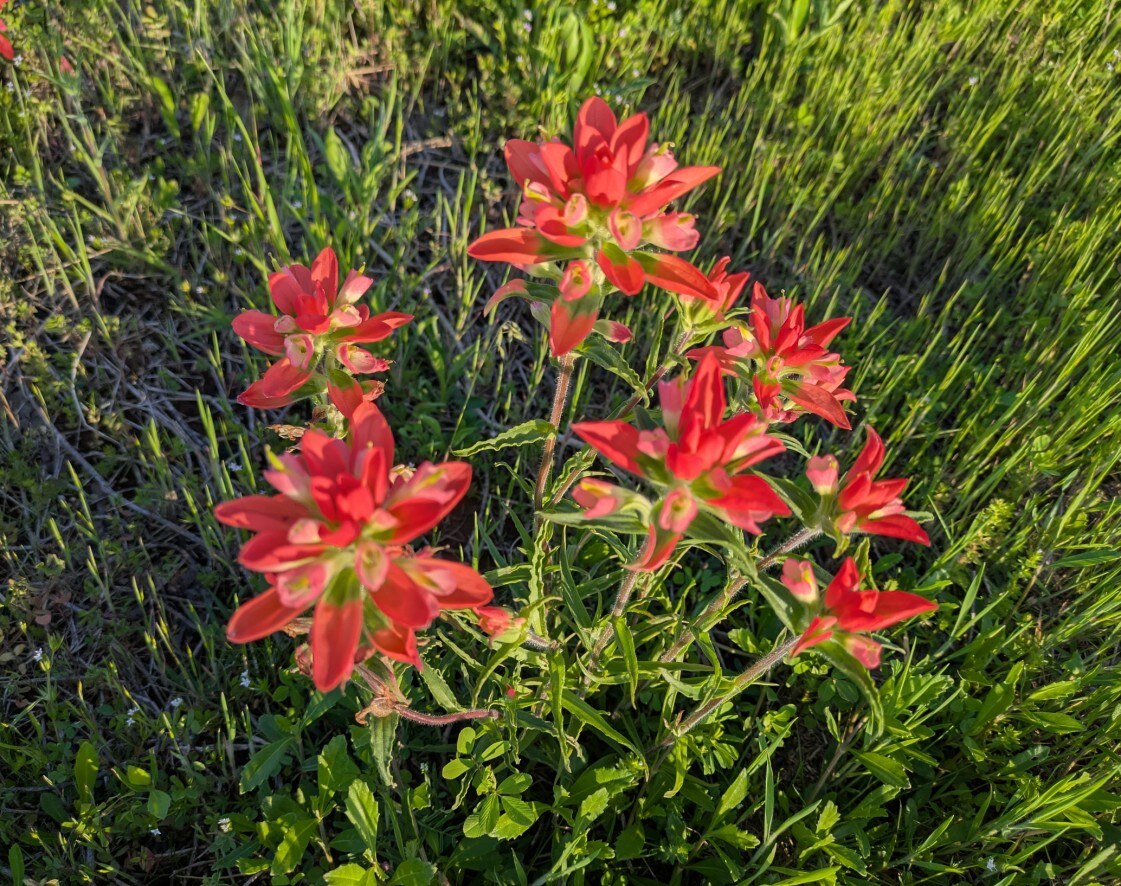 Red Indian paintbrush in a field