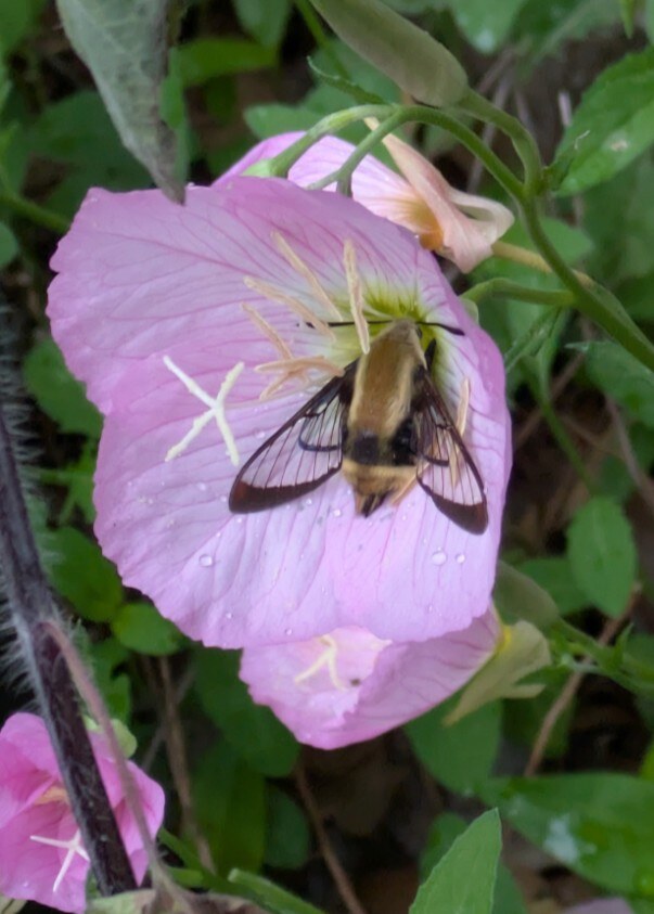 A pink evening primrose flower with a moth