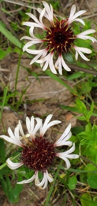 Summer gaillardia (Gaillardia aestivalis)