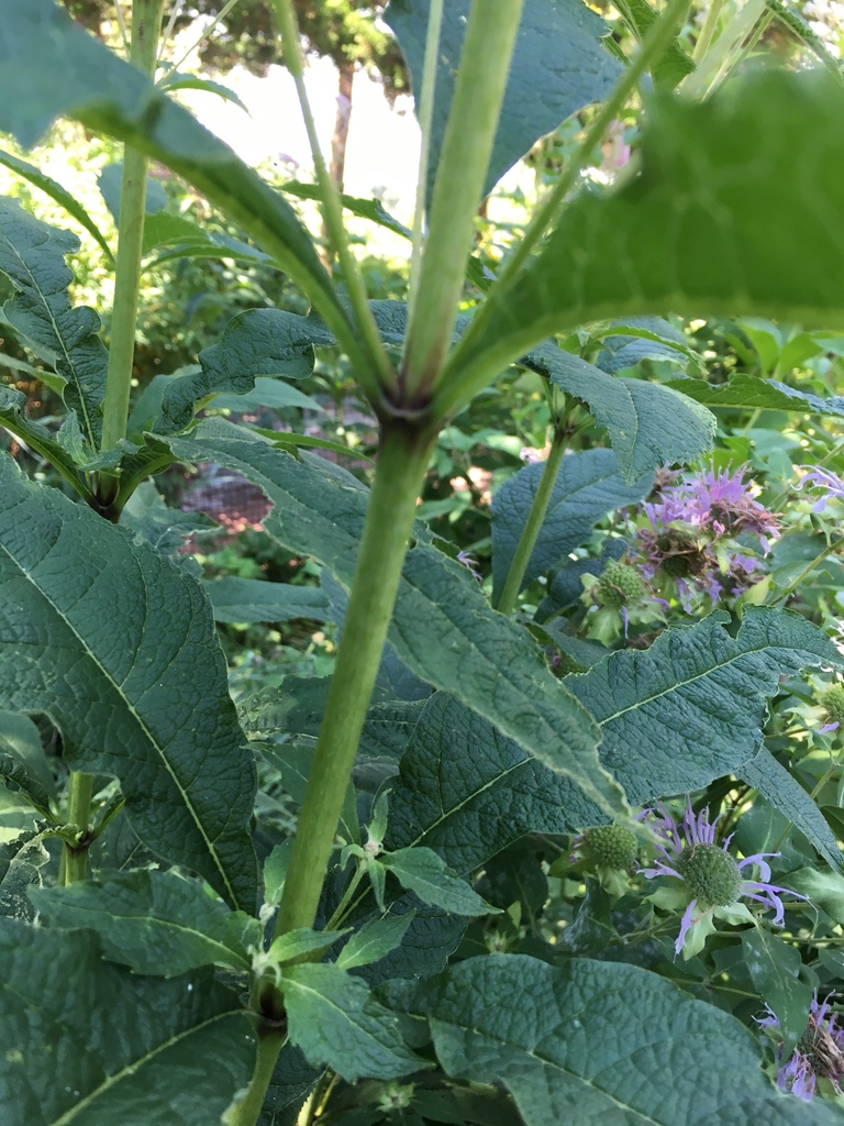 Sweet Joe-Pye weed (Eutrochium purpureum)