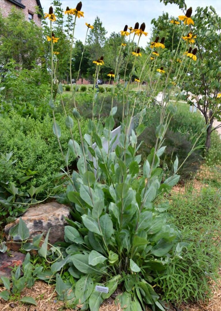 A native plant garden on the 2026 tour