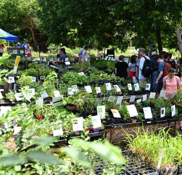 Plant vendor tables full of potted native plants