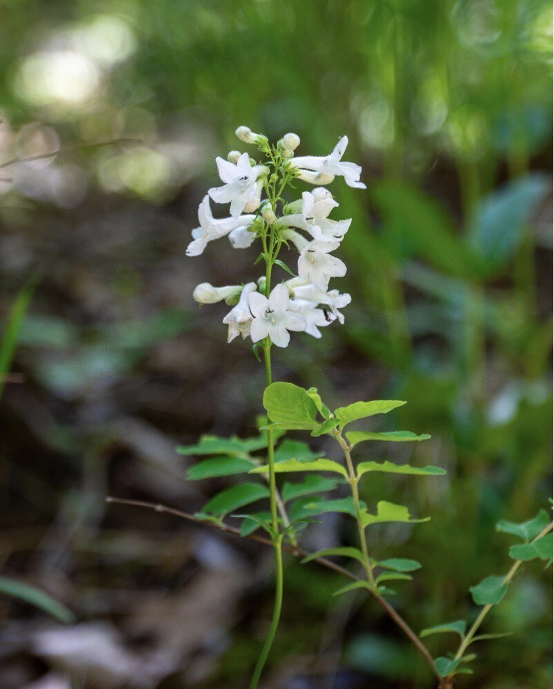 White beardtongue flowers in the woods