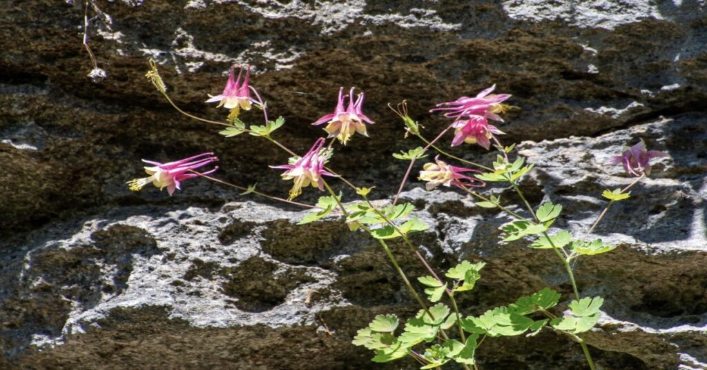 Wild columbine growing down a rock wall